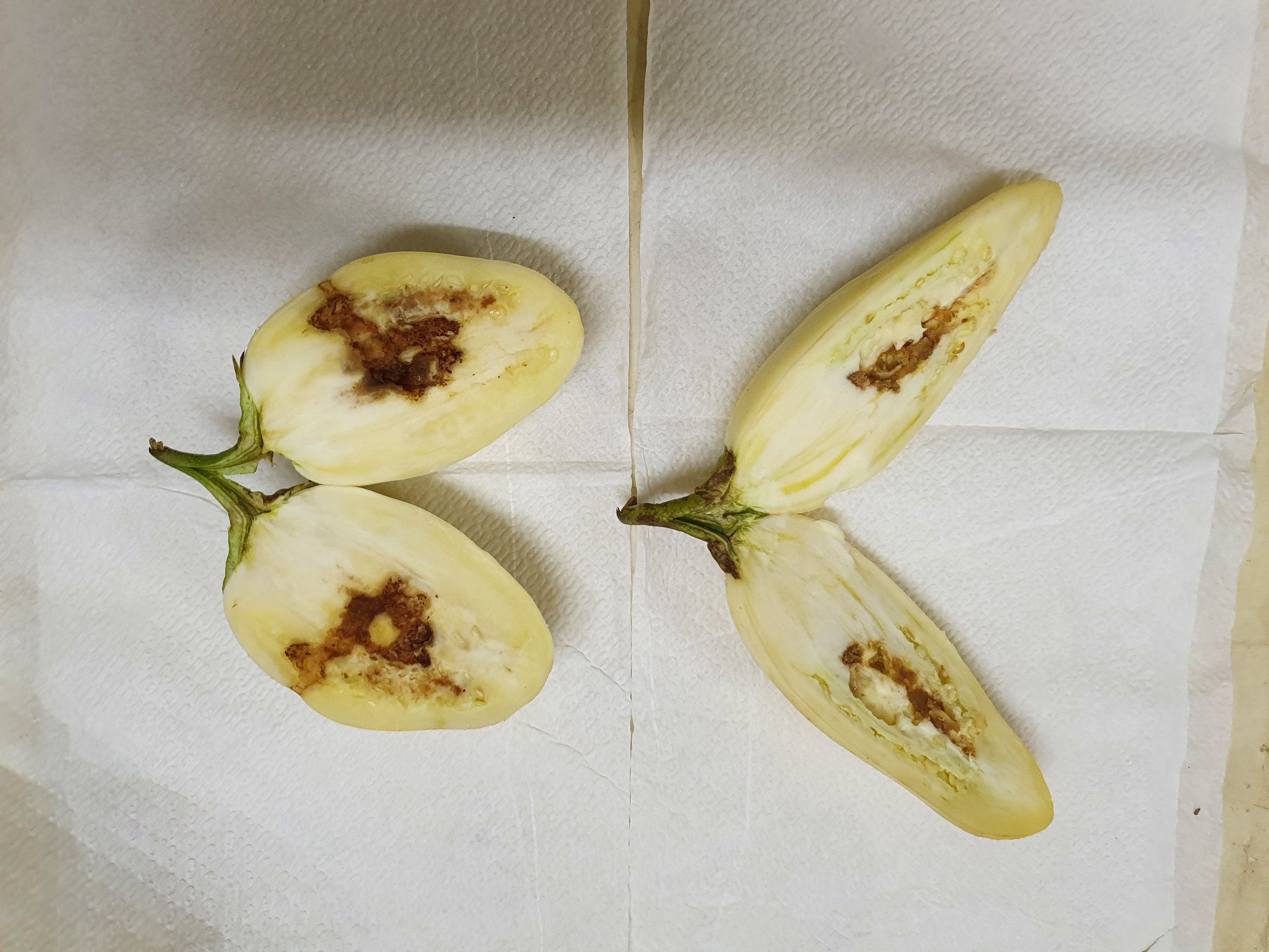 Image of a fruit with pest damage.