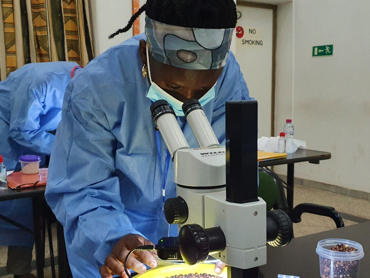 Plant Health Phytosanitary Program: West Africa&nbsp;(2019-2022)