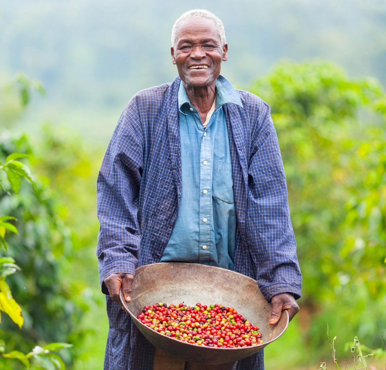 A Kenyan coffee farmer holding freshly harvested organic fair trade coffee cherries from the coffee plant.
