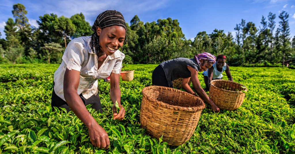 Women harvesting tea in Kenya.