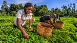 Women harvesting tea in Kenya.