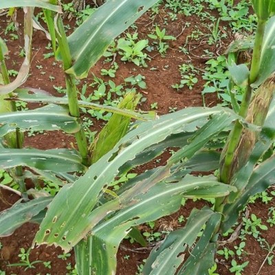 EAC Joint Trials for Pest Mgmt&nbsp;Options